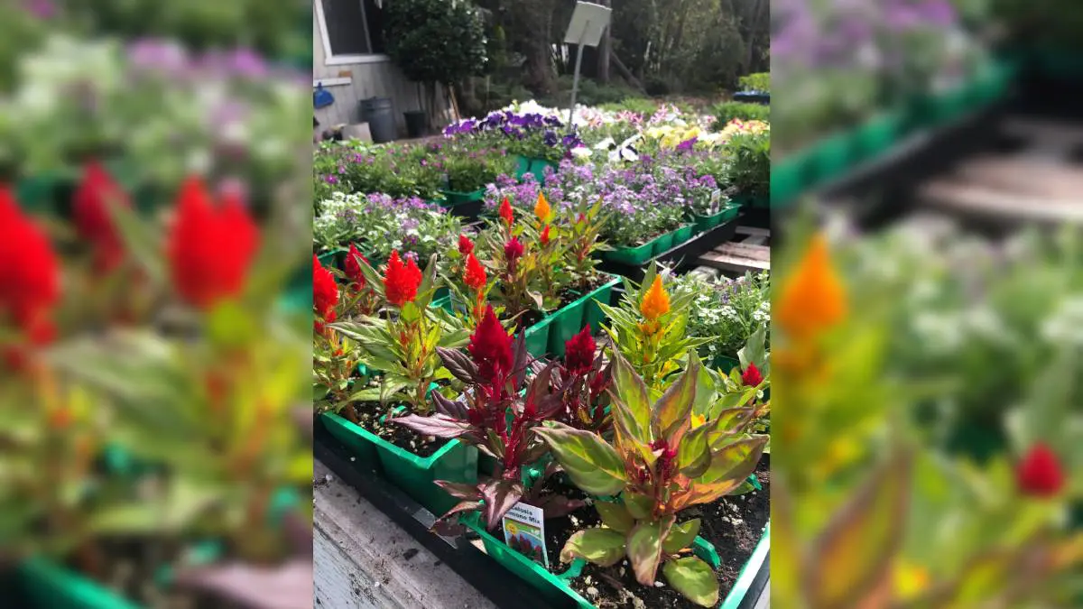 Colorful flowers and plants arranged in green trays at a nursery.