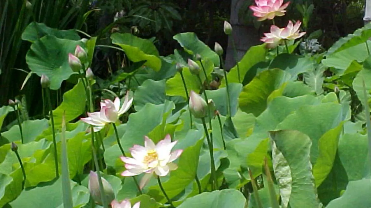 White lotus flowers blooming amid large green leaves in a pond.