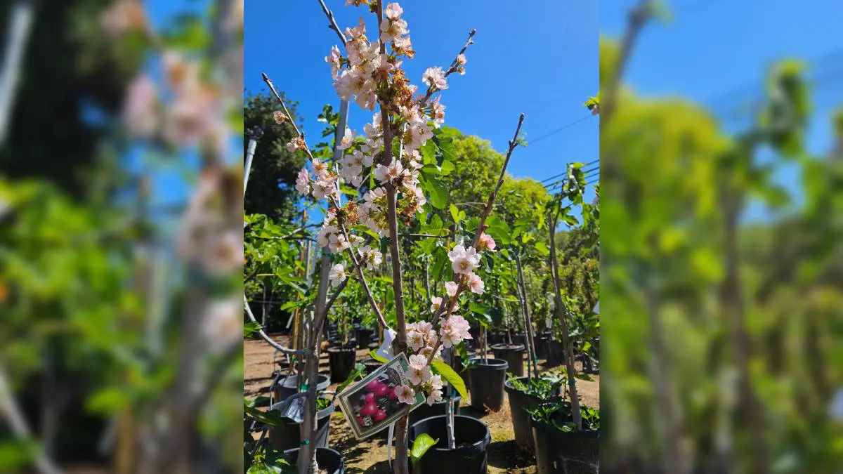 Cherry blossom tree with delicate pink flowers in Vista, CA.