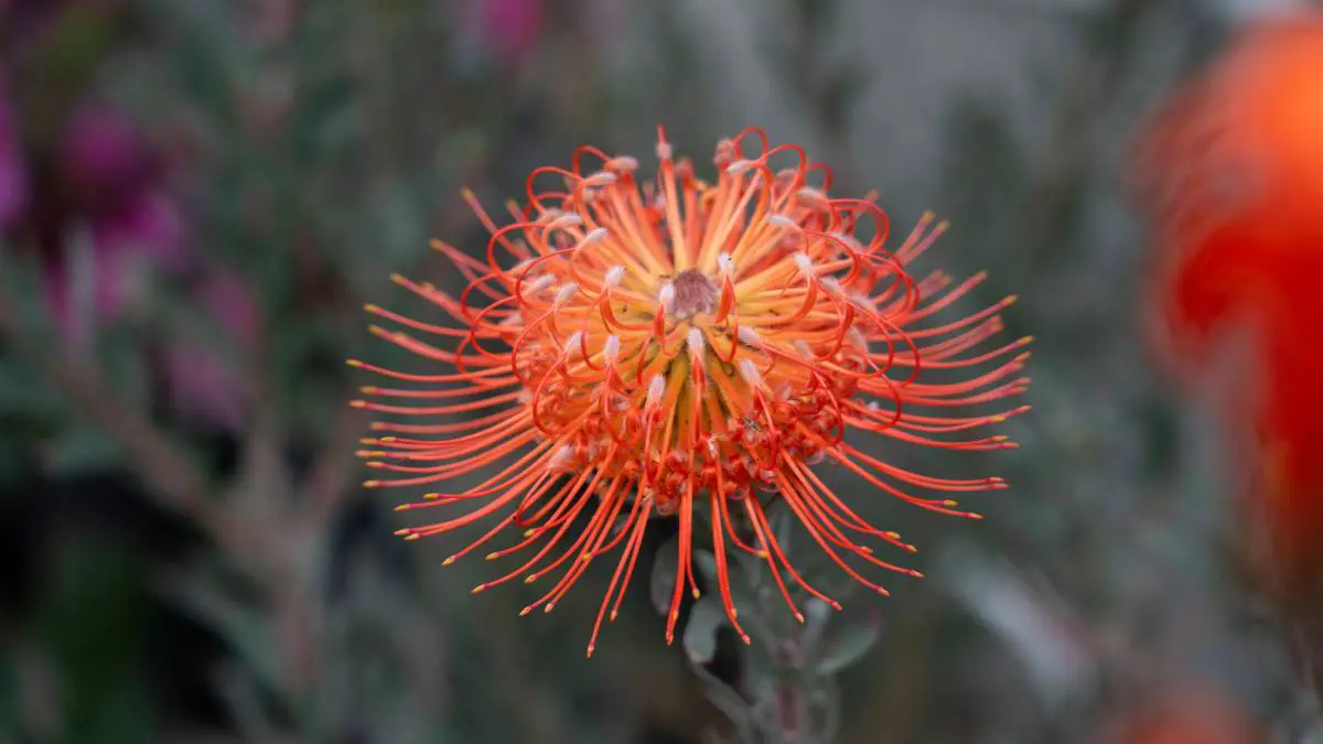 A vibrant orange pincushion protea flower with delicate, spiky petals.