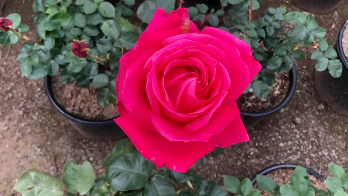 Pink rose in potted plants display