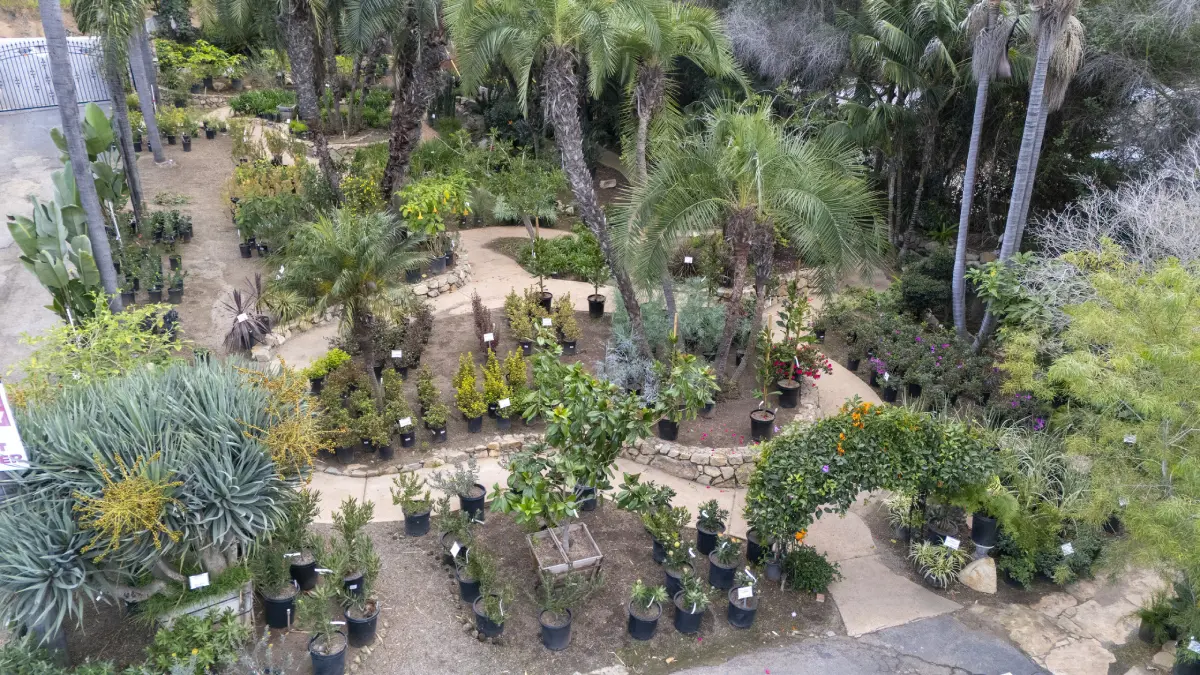 Garden with potted plants and palm trees