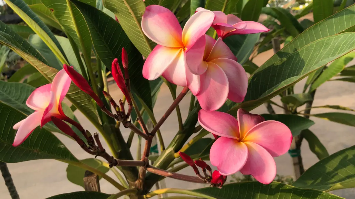 Pink plumeria flowers with green leaves