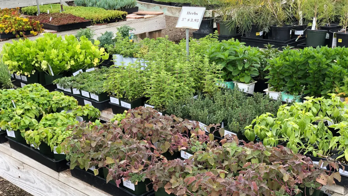 Various herbs in pots for sale