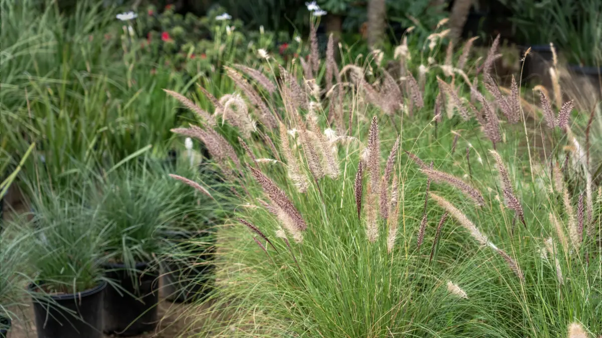 Ornamental grasses in a garden setting