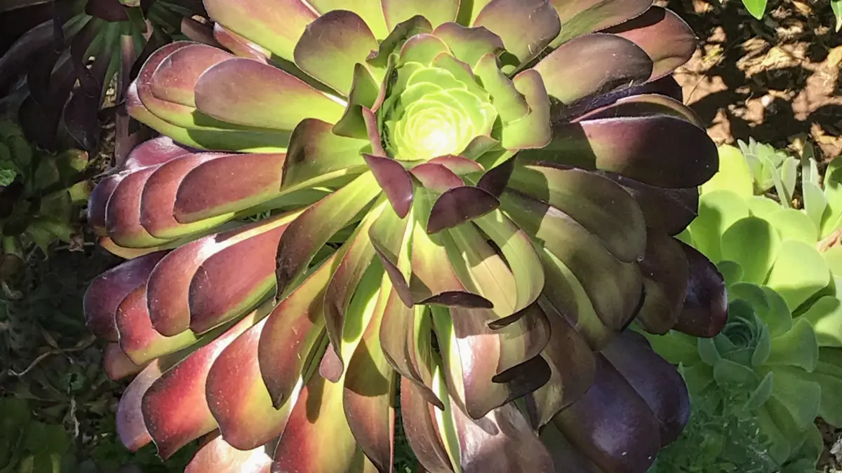 A vibrant succulent with green and purple leaves.