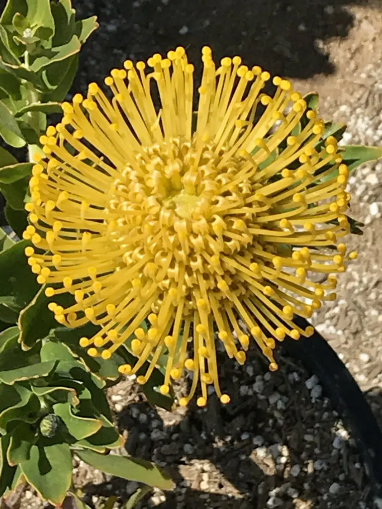 Close-up of a vibrant yellow pincushion protea flower in sunlight.