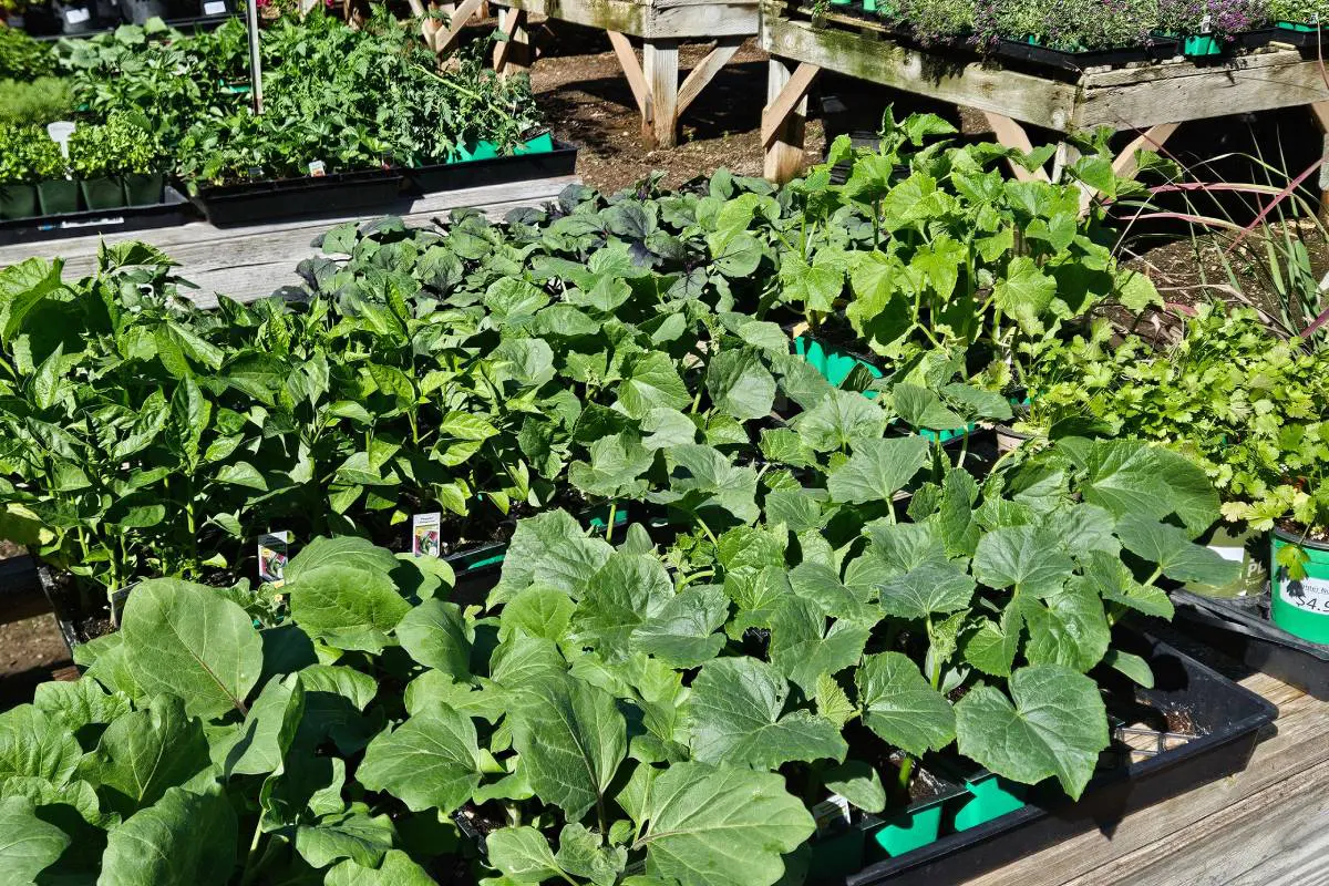 Healthy green seedlings growing in trays in a garden.