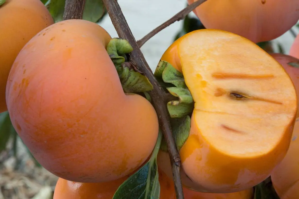Close-up of ripe persimmons on a branch, one cut open to show its juicy interior.