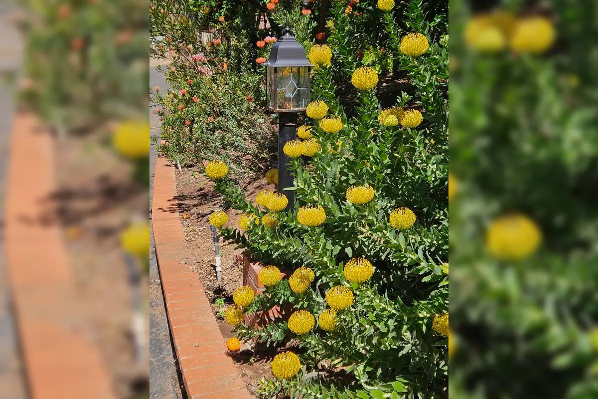 Yellow flowers blooming beside a garden path with a lantern.