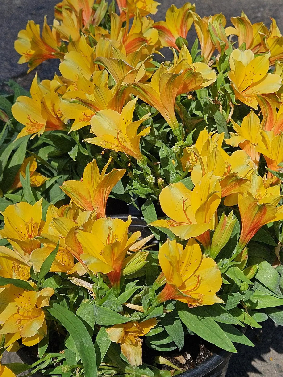 Colorful Coleus assortment with vibrant foliage for patio containers and shade gardens
