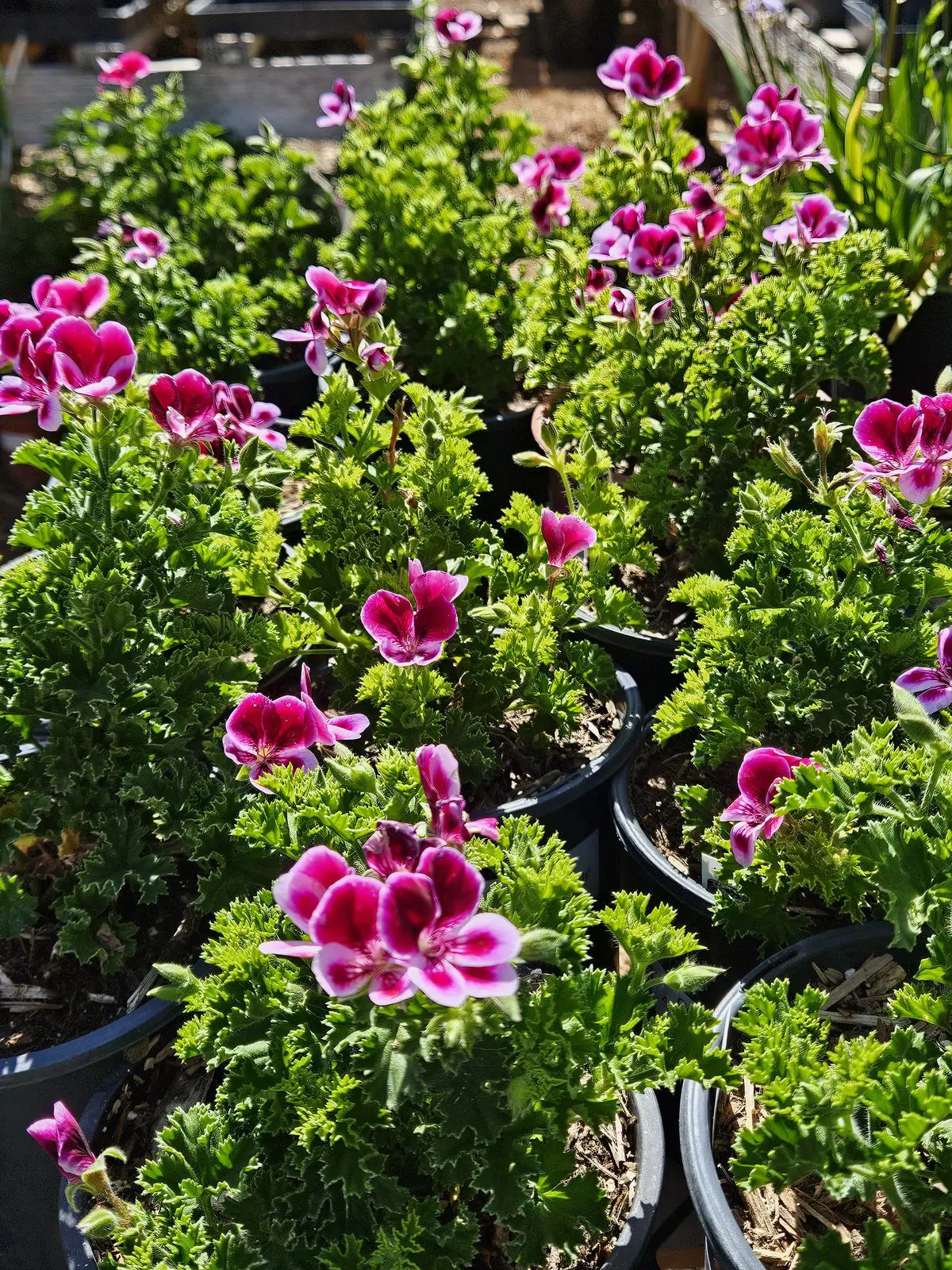 Pelargonium Angel’s Perfume scented geranium for sunny patio containers