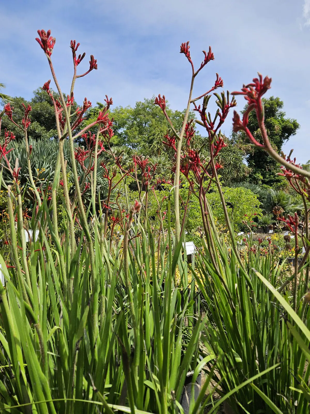 Kangaroo Paw flowers for drought tolerant Southern California landscapes