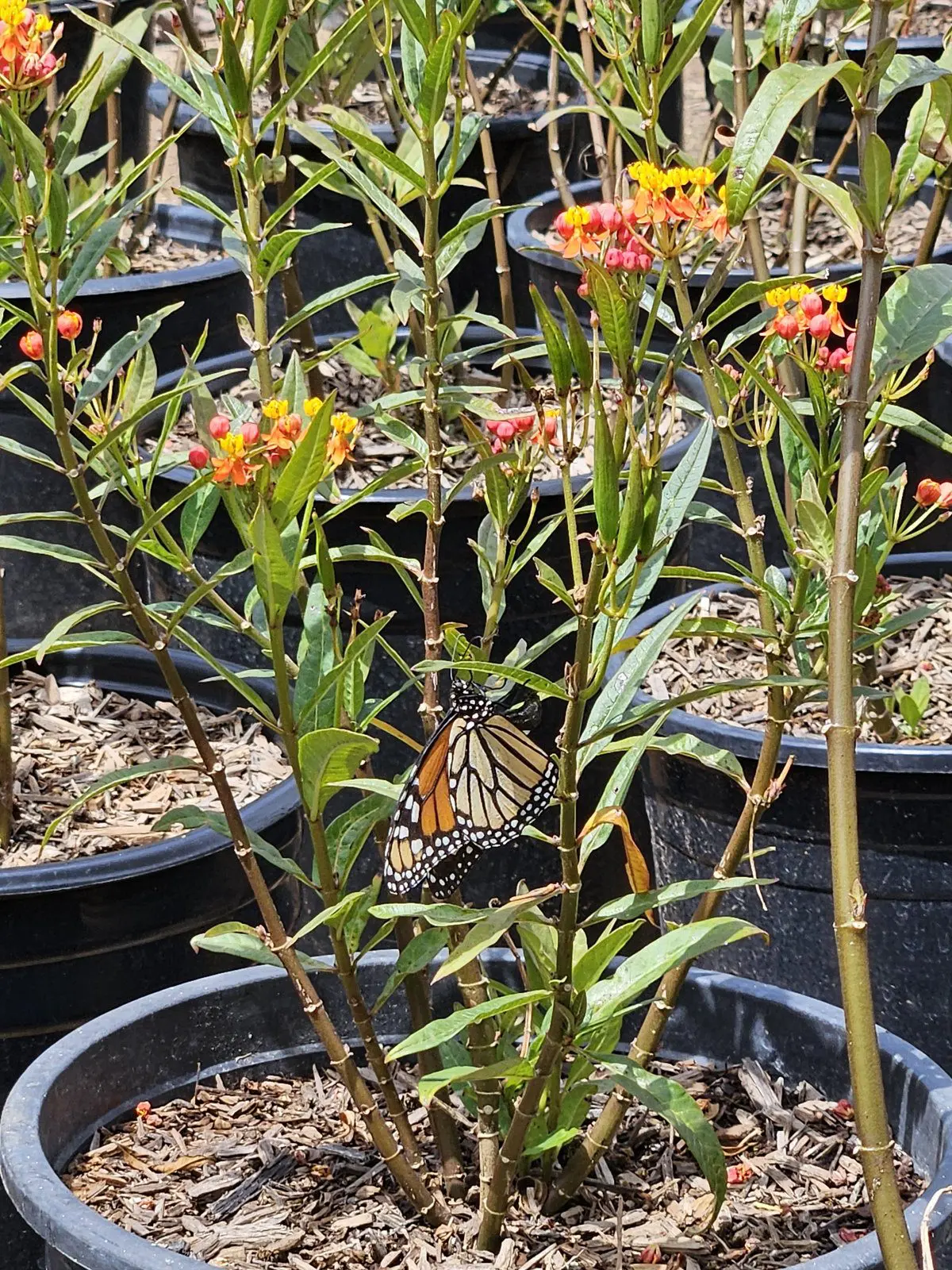 Asclepias tuberosa milkweed with orange flowers and monarch butterfly