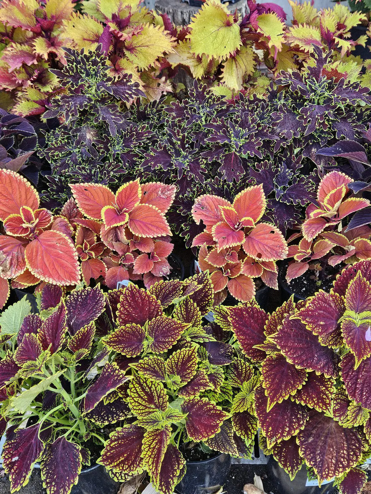 Coleus Assortment