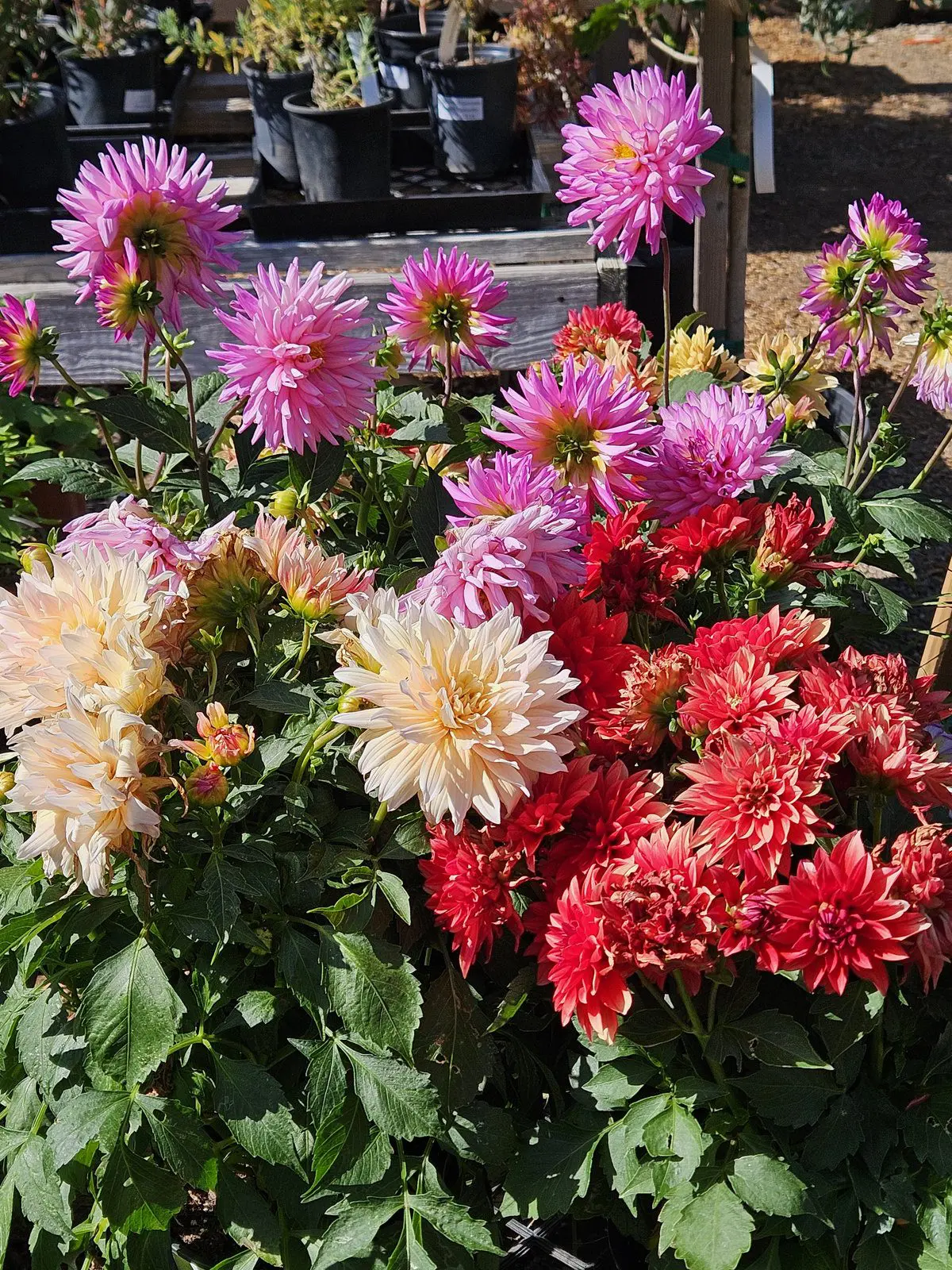 Colorful Dahlia assortment with bold summer flowers for containers and cut flower gardens
