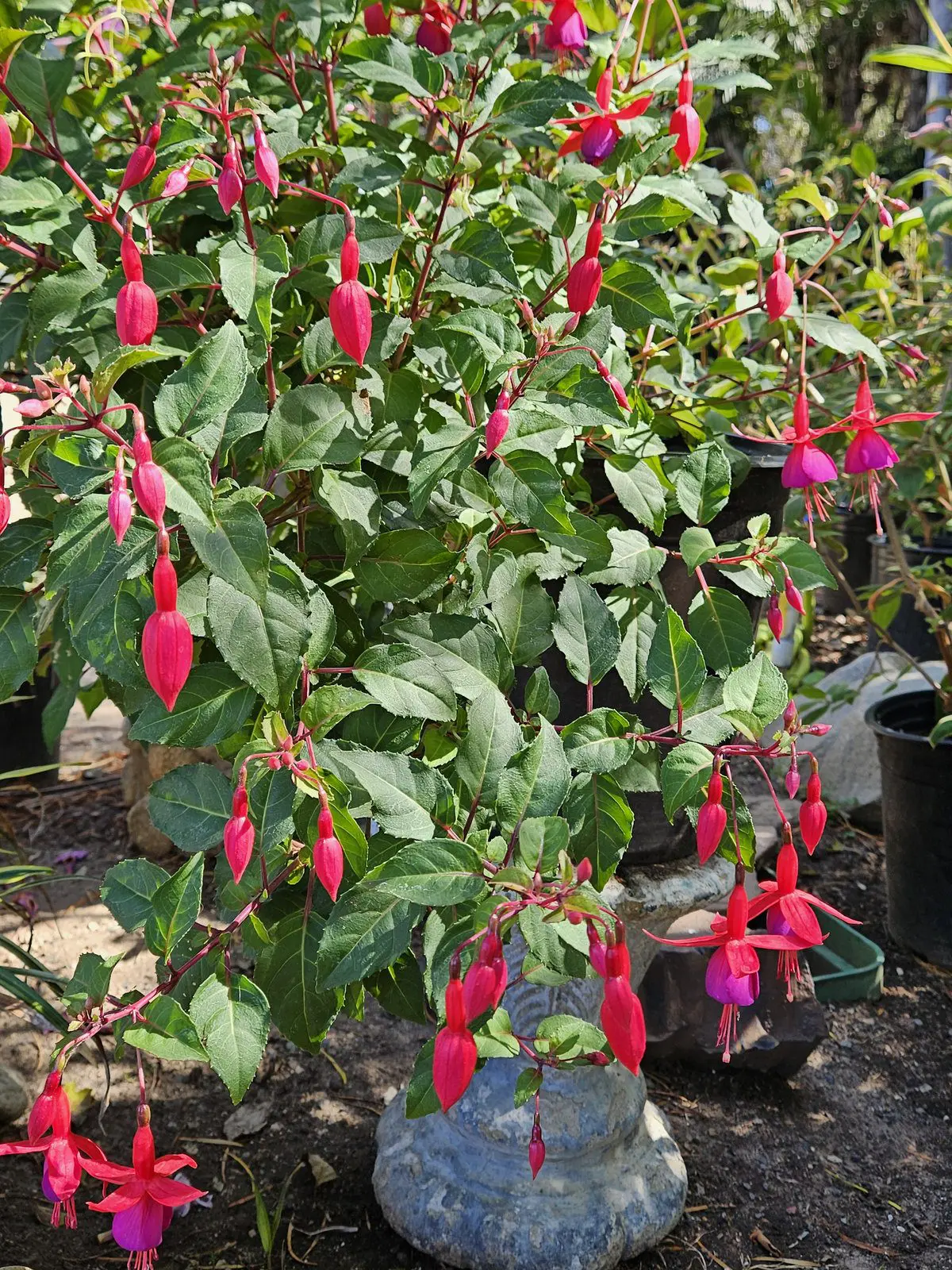 Fuchsia Dollar Princess flowers for shaded patios and hummingbird gardens