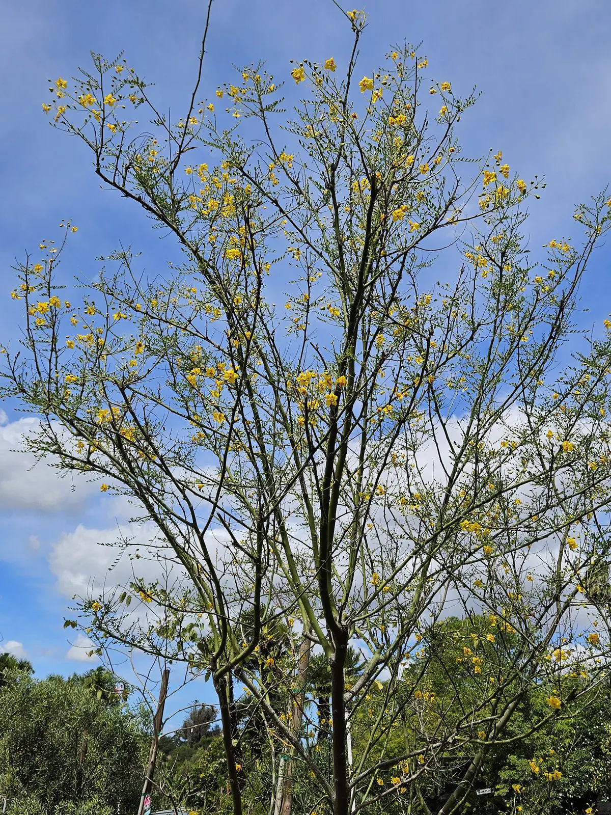 Desert Museum Palo Verde tree with yellow flowers for drought tolerant landscapes
