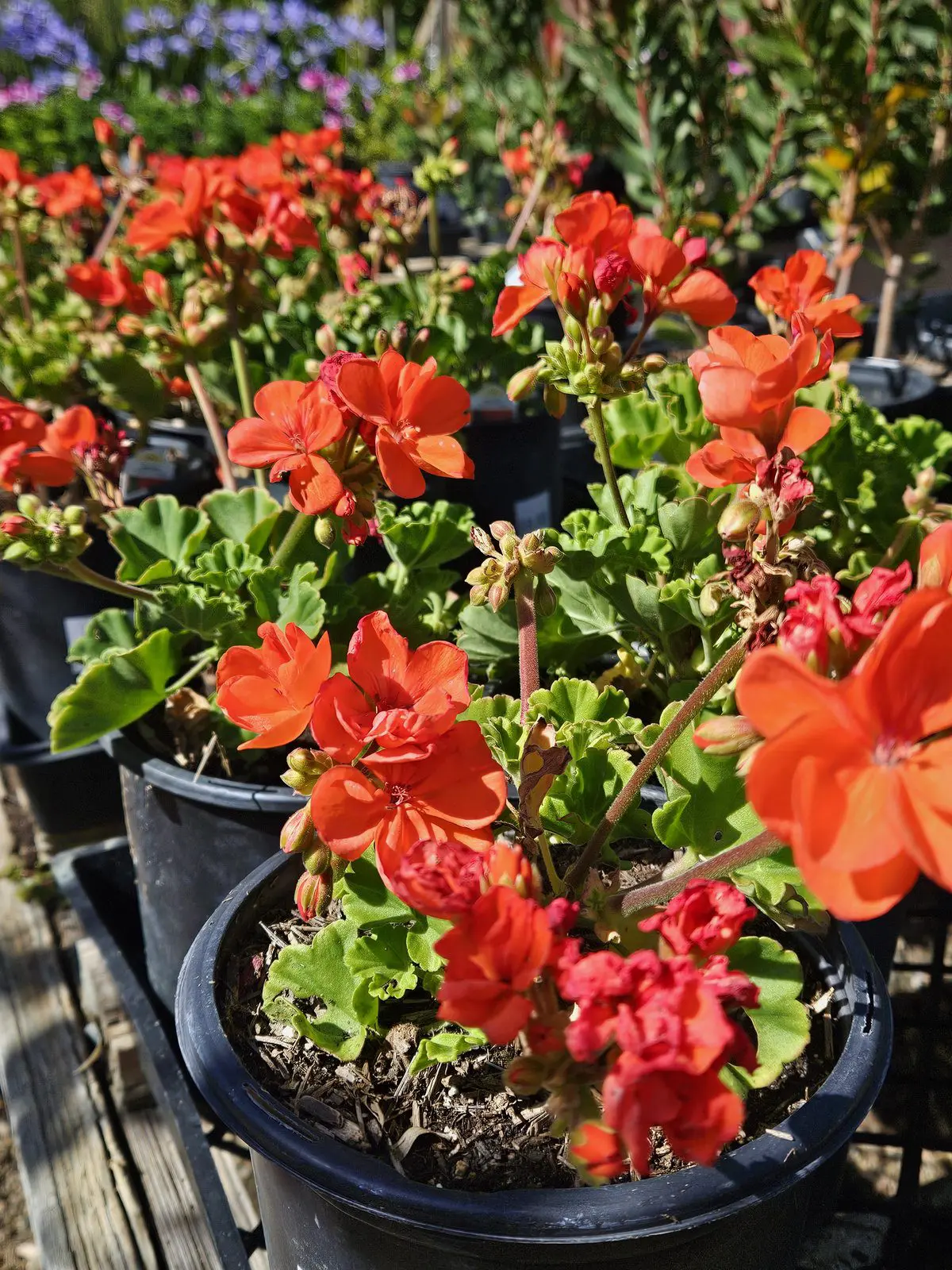 Patriot Orange Geranium