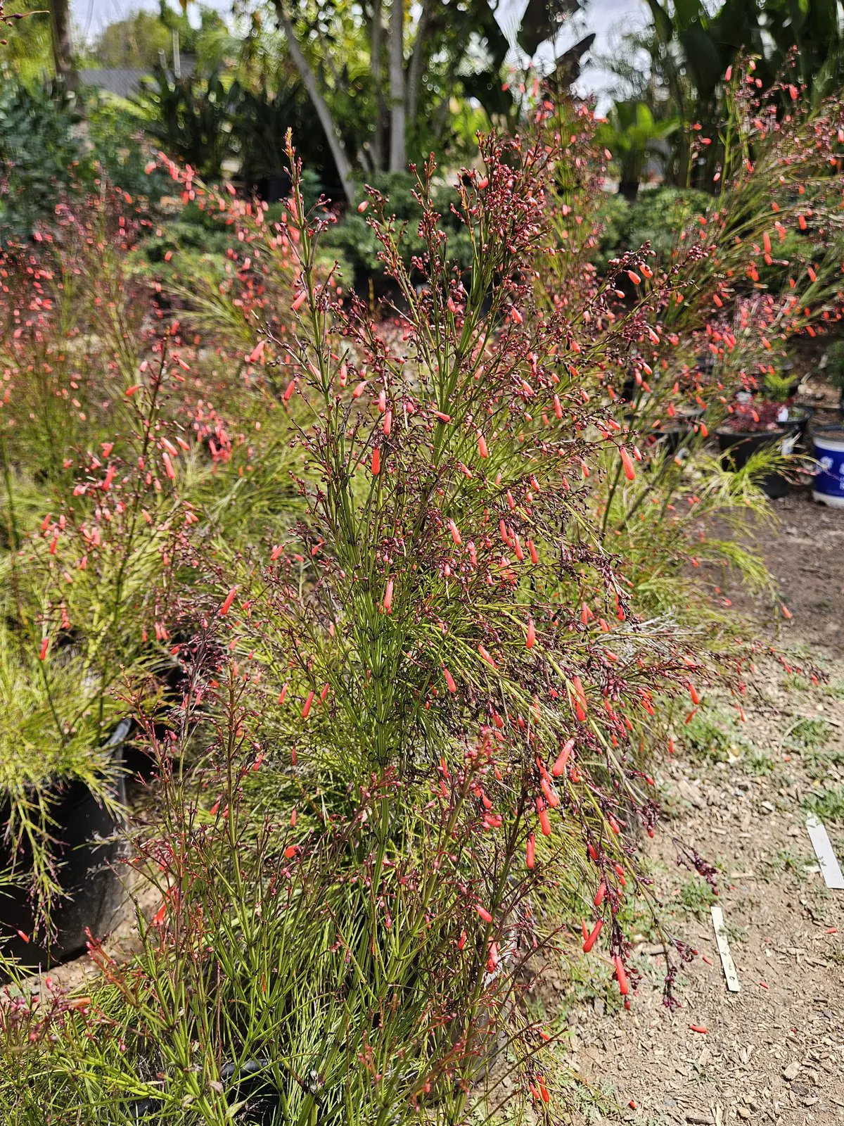 Firecracker Plant with red tubular flowers for hummingbird gardens