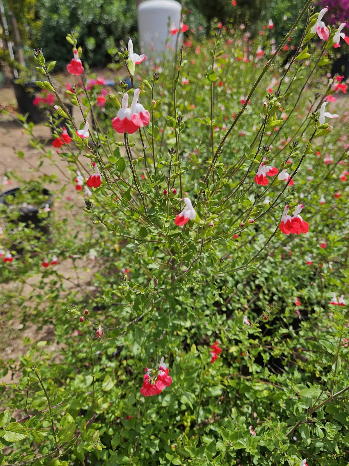 Salvia Hot Lips red and white flowers for hummingbird gardens