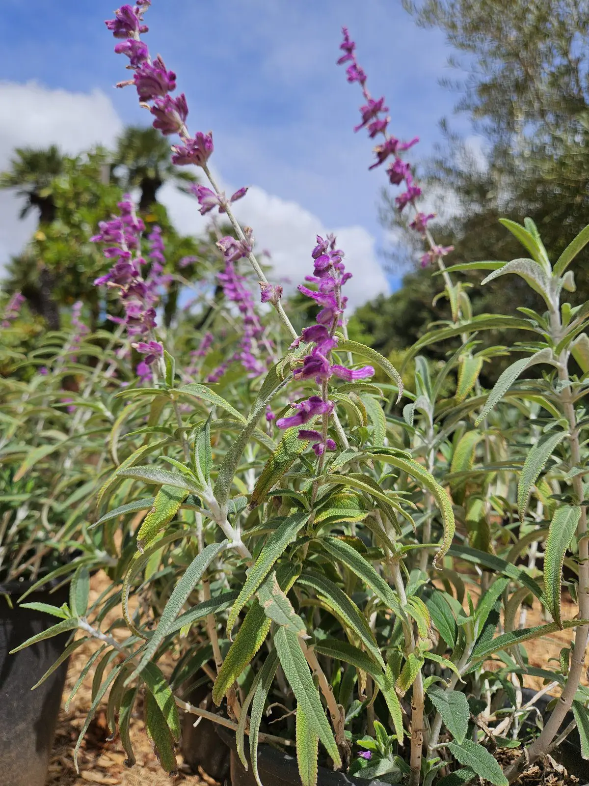 Salvia leucantha Santa Barbara Mexican Sage with purple flowers