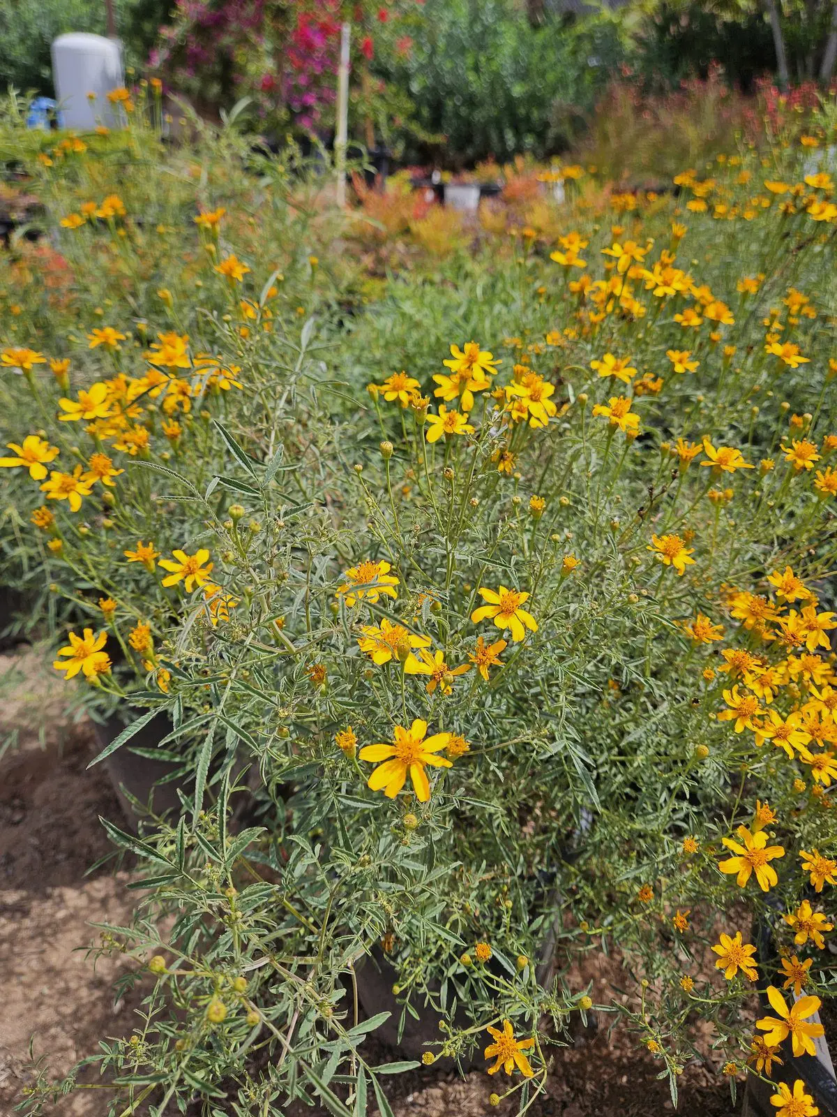 Tagetes lemmonii Arizona Marigold with yellow flowers for sunny gardens