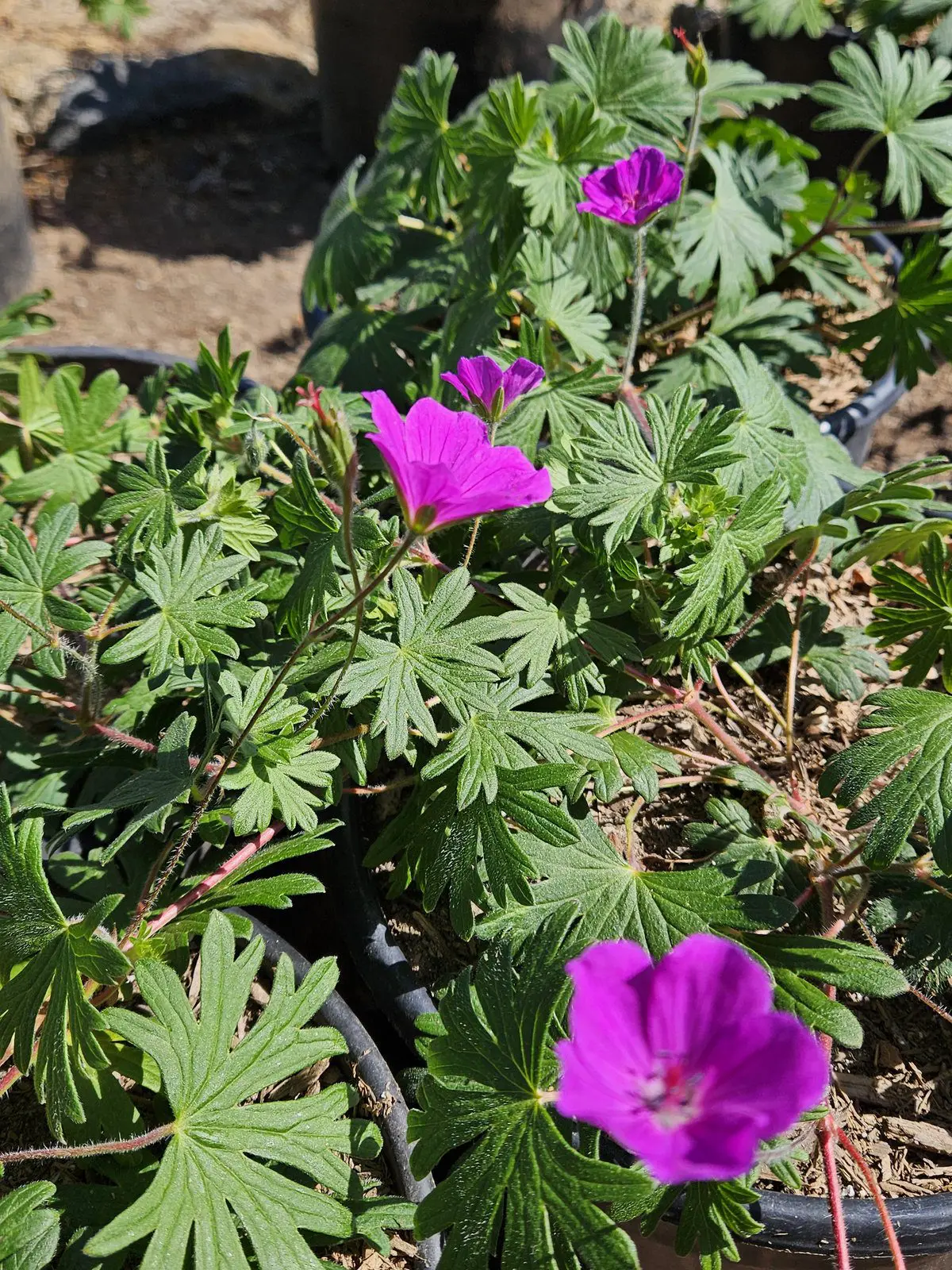 Tiny Monster Geranium