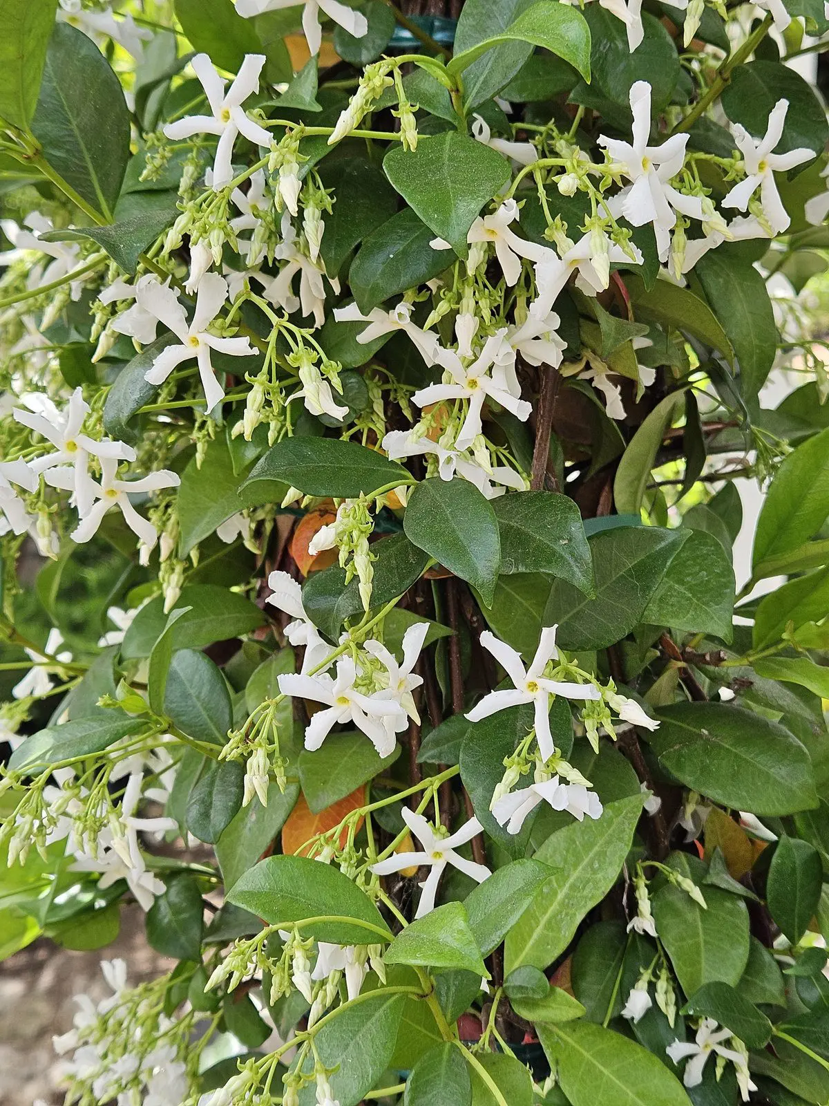 Star Jasmine white fragrant flowers on evergreen vine