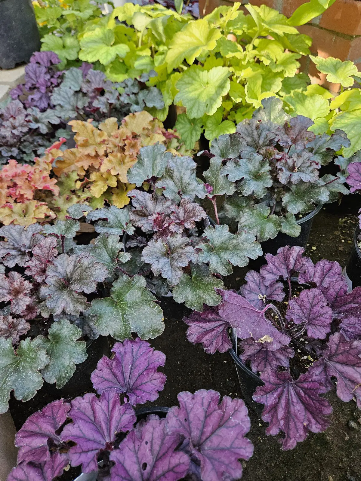 Heuchera assortment with colorful foliage for containers and part shade gardens