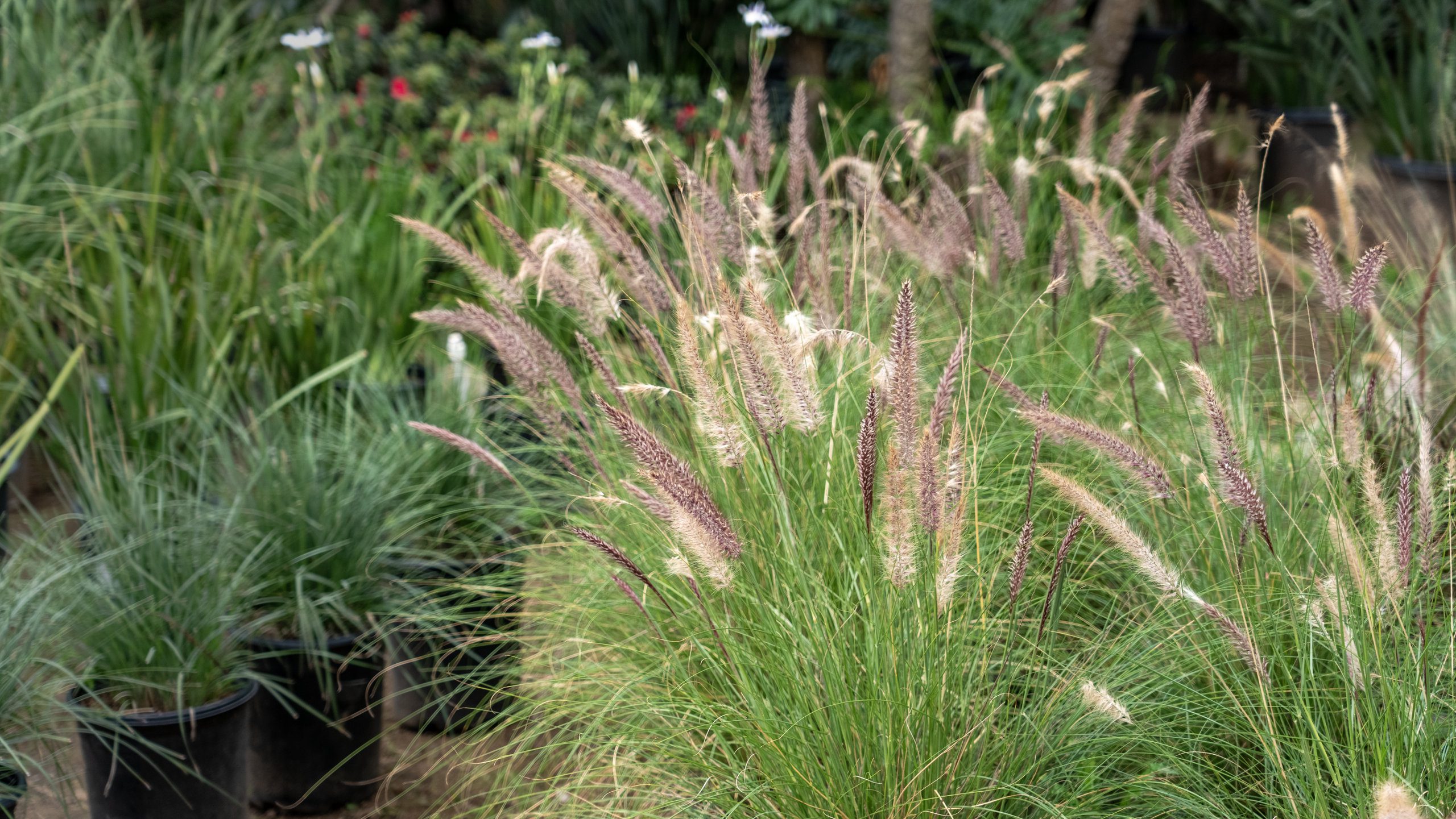 Ornamental grass with feathery plumes swaying in a garden.
