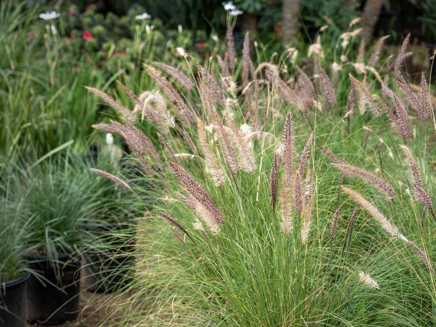 ornamental grasses with feathery seed heads