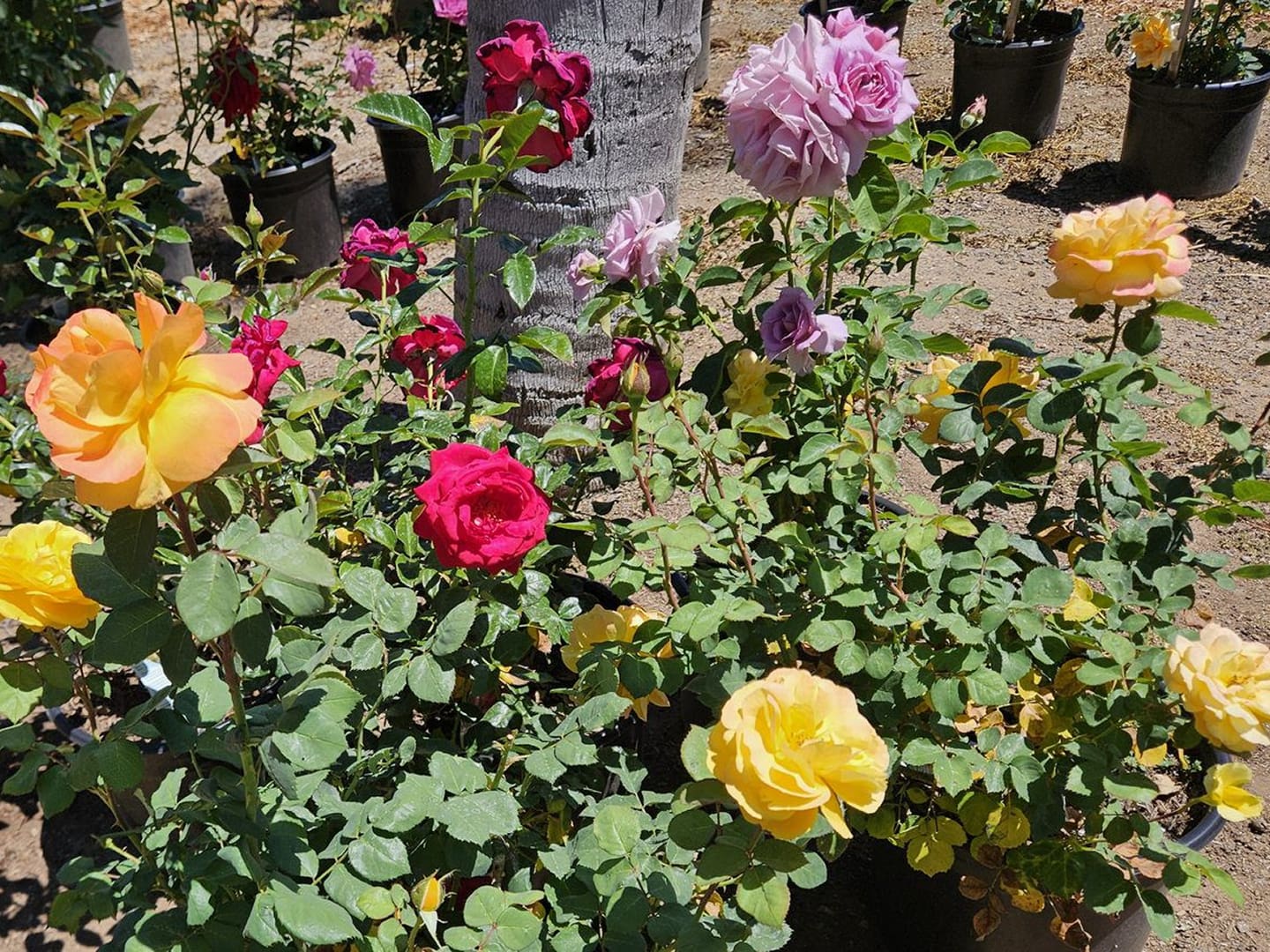 Colorful roses blooming in garden bed