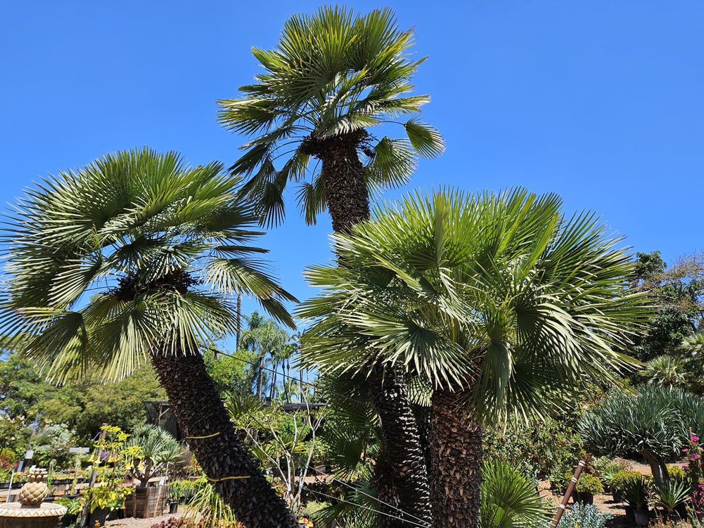 Sunlit fan palm trees against blue sky