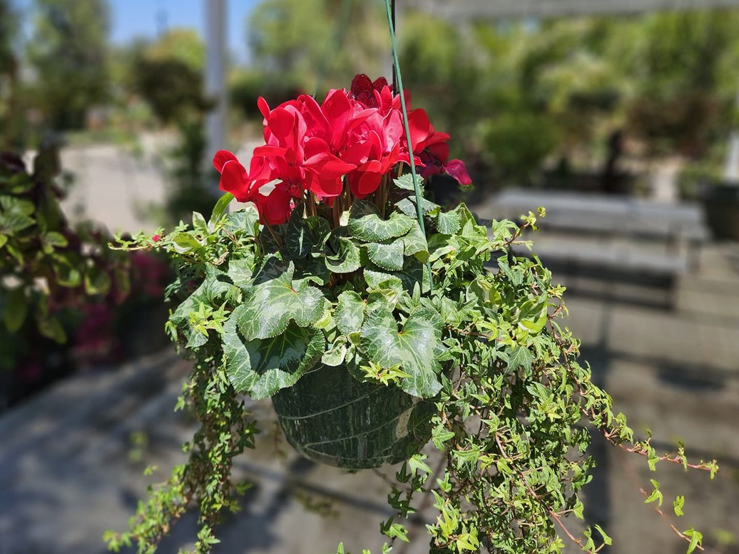 Hanging basket with red cyclamen and ivy