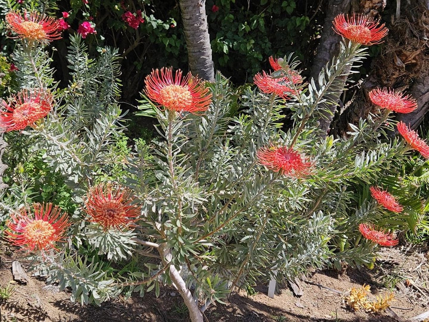 Orange pincushion protea flowers in garden