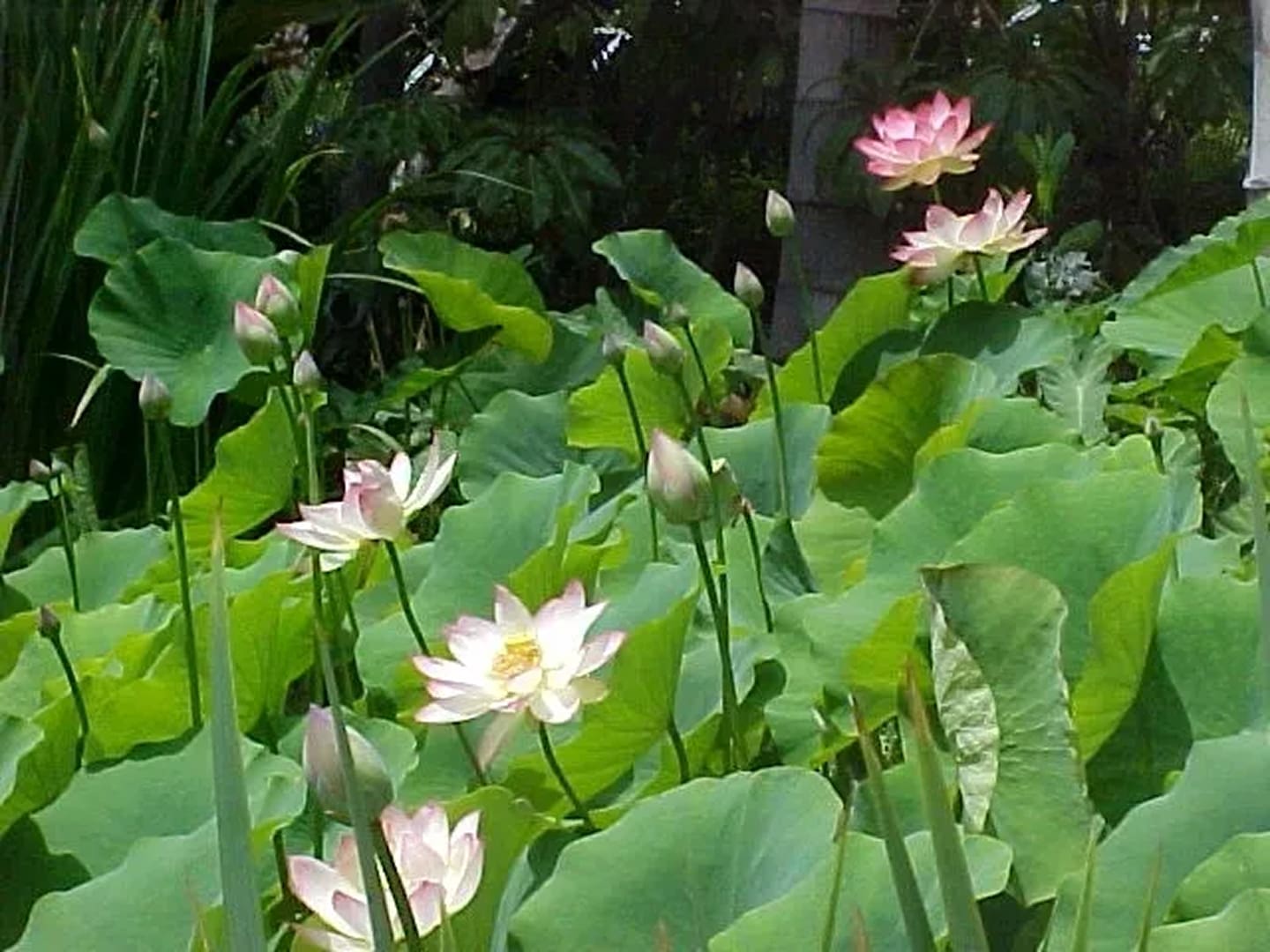 Pink lotus flowers among large green leaves