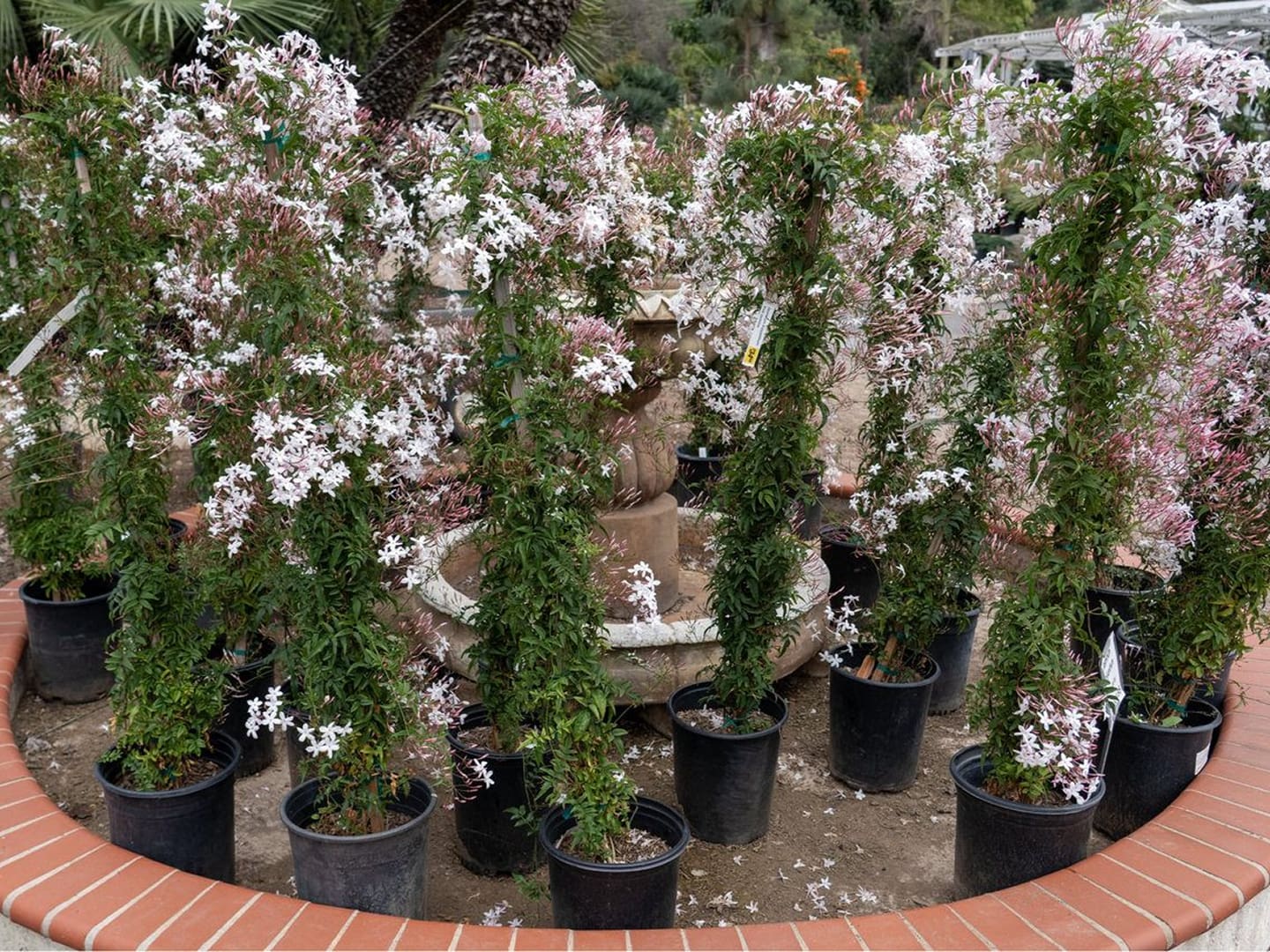 Potted jasmine vines with white flowers around fountain