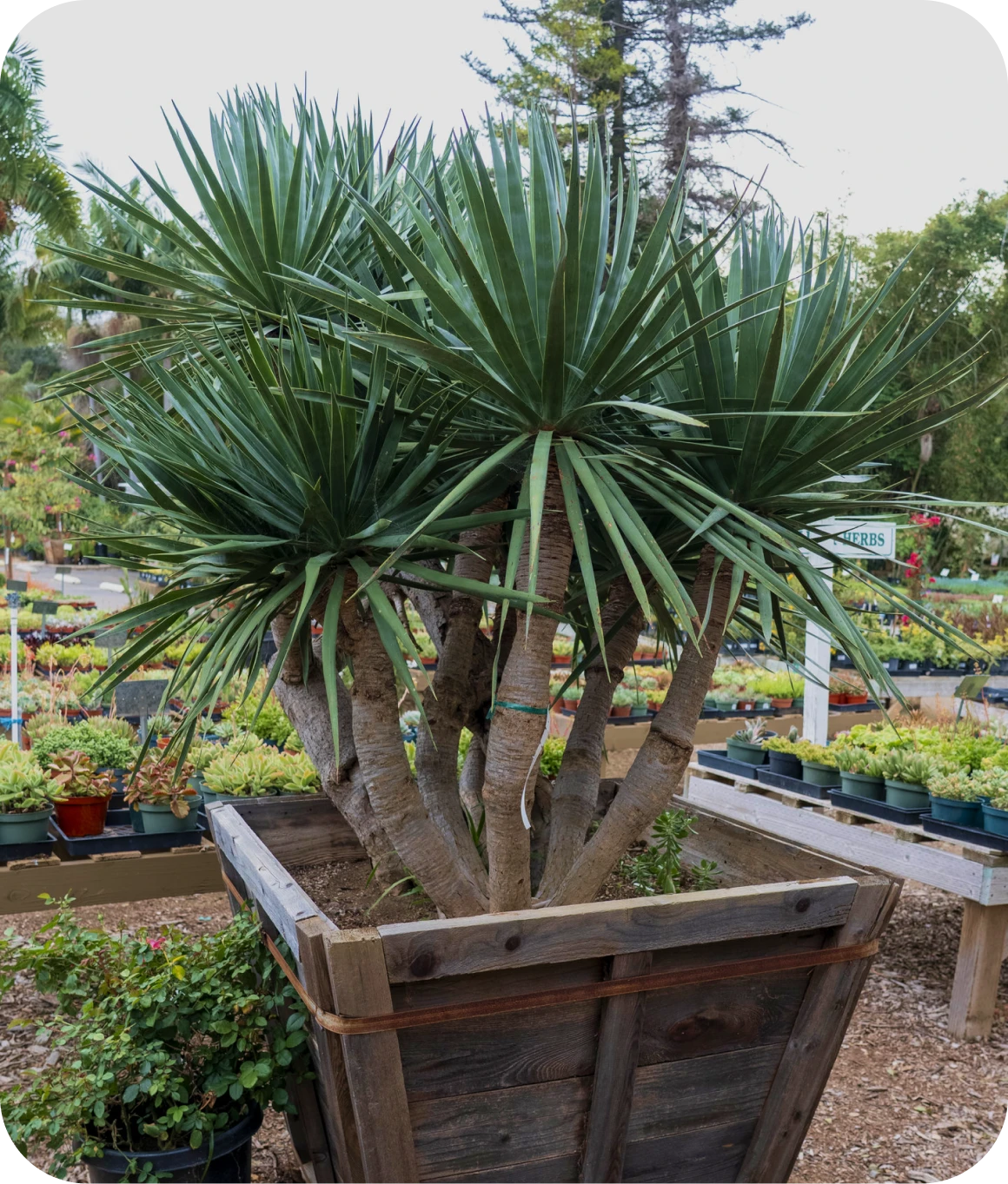 A dragon tree on display at a garden nursery.