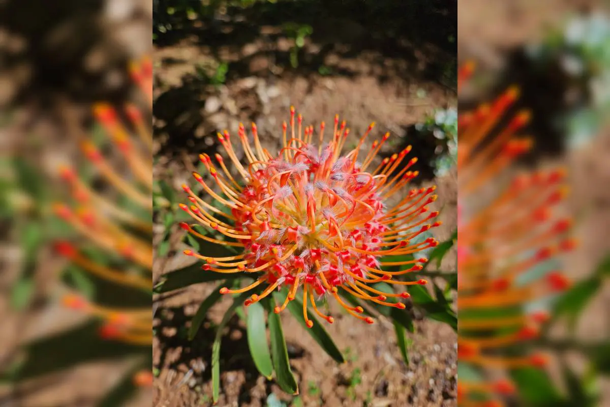 Vibrant orange and red pincushion protea flower blooming.