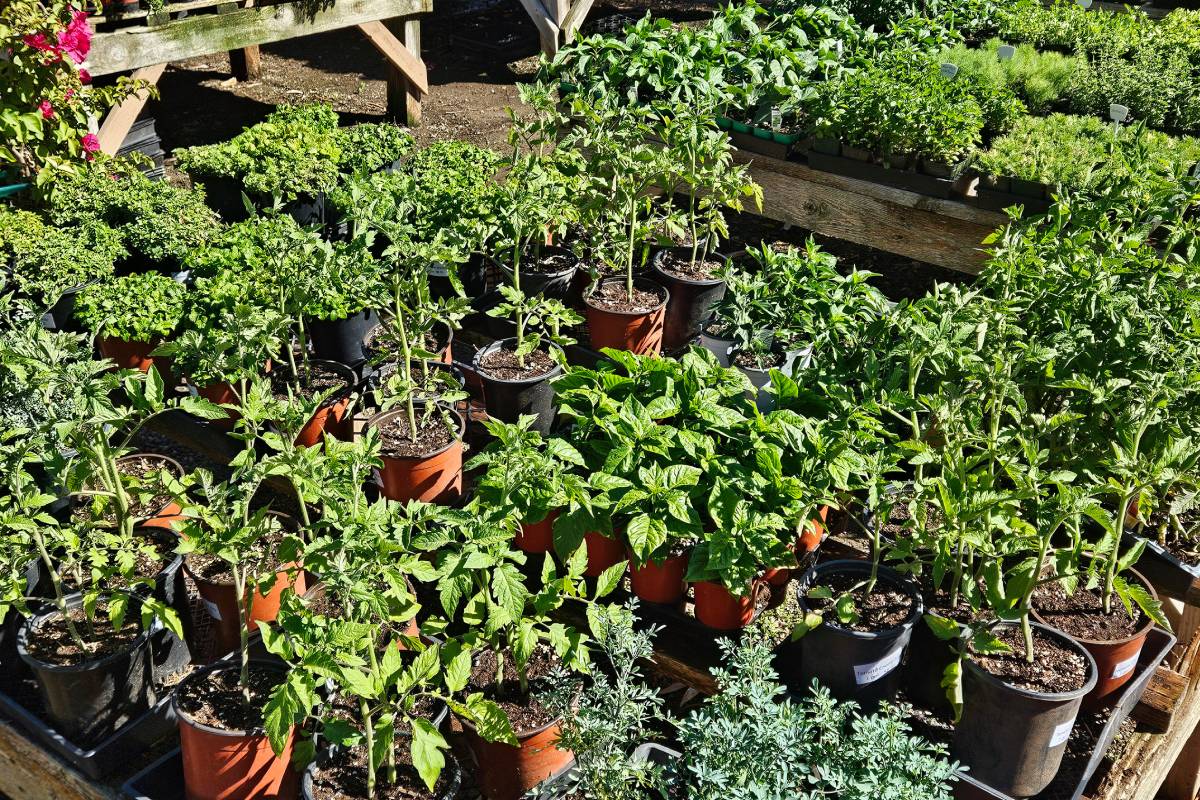 Potted plants arranged outdoors in a garden nursery.