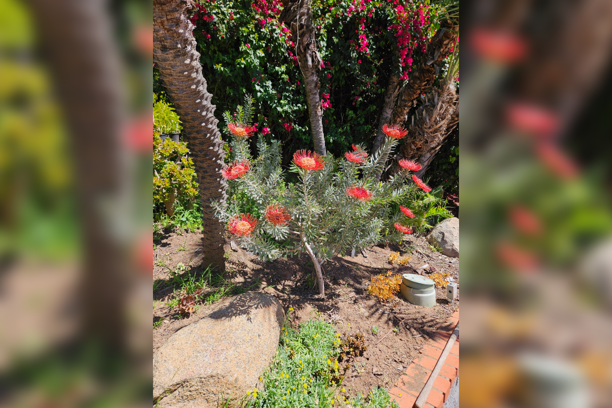 A garden scene with blooming red flowers and palm trees.