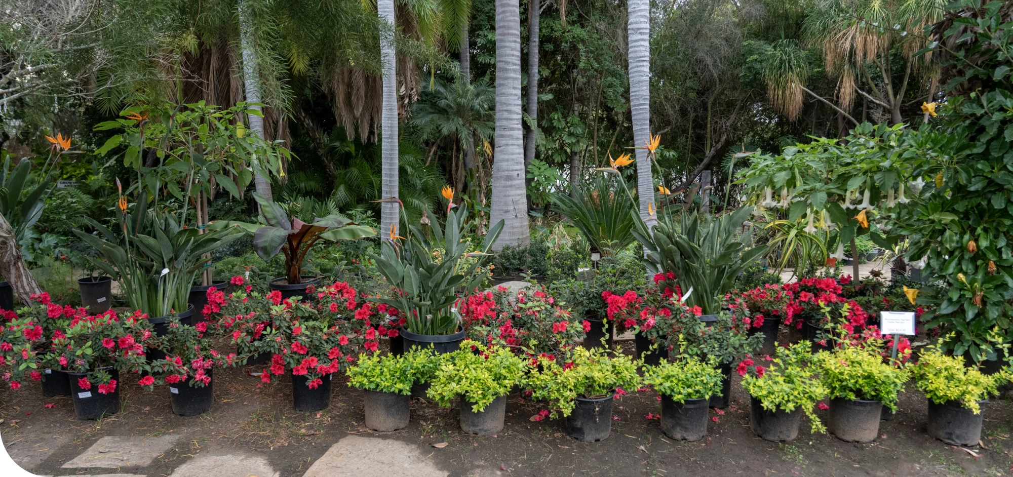A plant nursery displaying tropical plants and shrubs for sale.