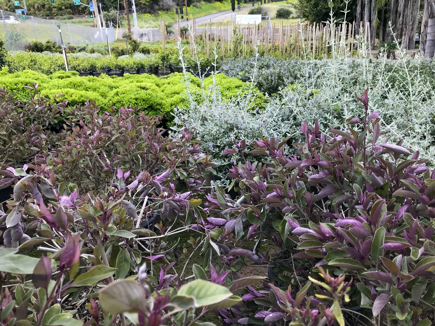 Colorful plants growing in a garden nursery in Vista, CA.