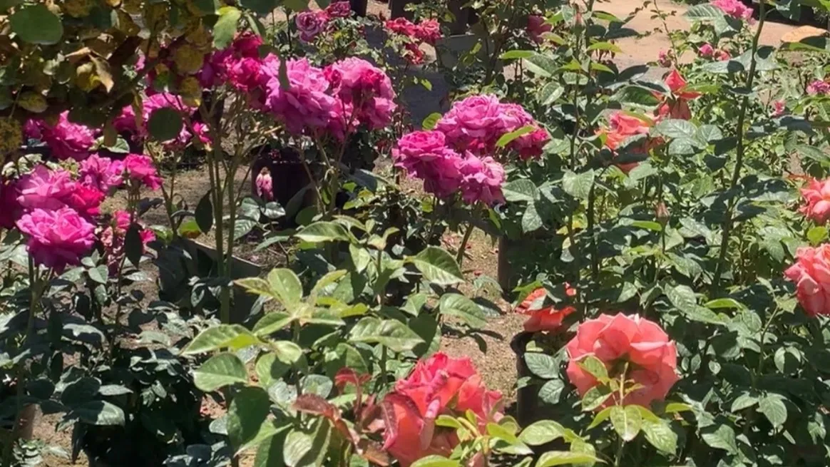 Pink and red flowers blooming in a garden nursery.
