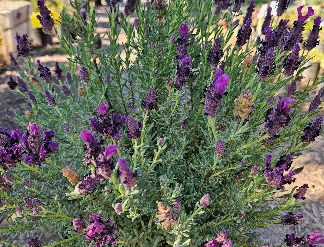 Close-up of vibrant purple flowers on green leafy stems.