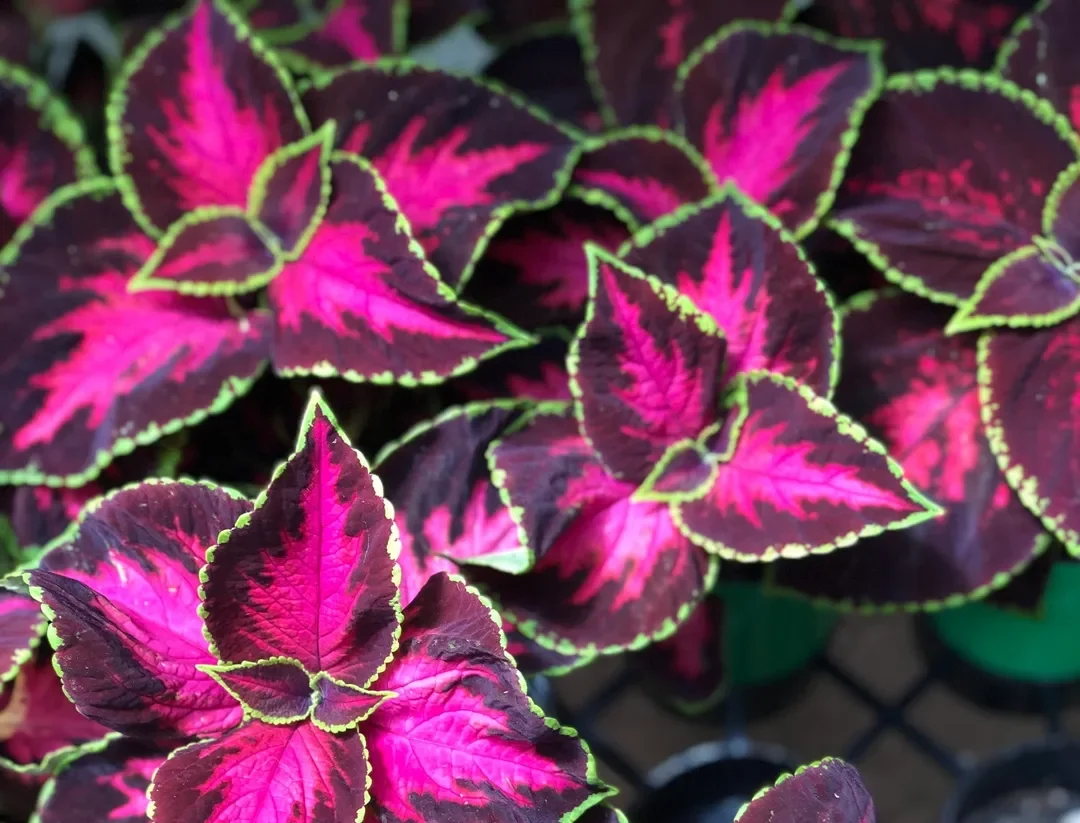 Close-up of vibrant pink and purple leaves with green edges.