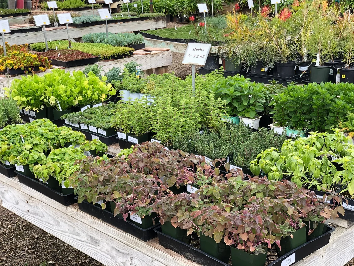Fresh herbs and leafy greens displayed in trays.