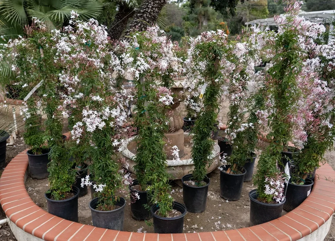 Potted plants with delicate white and pink flowers.