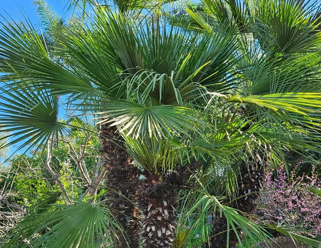 Tall palm tree with lush green fronds in Vista, CA.